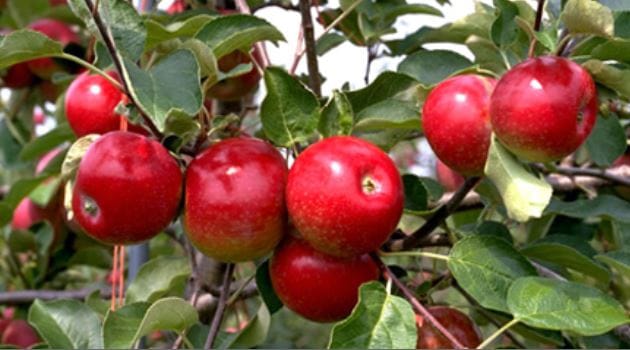 असोज लागेपछि स्याउ टिपेर बजार पठाइने अन्तरपालिका बैठकमा निर्णय