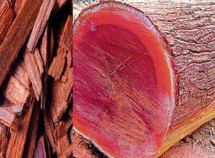 अलपत्र चालिस हजार किलोग्राम बढी रक्तचन्दन सड्ने अवस्थामा