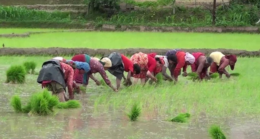 असार १५ का अबसरमा २०औँ राष्ट्रिय धान दिवस मनाइँदै