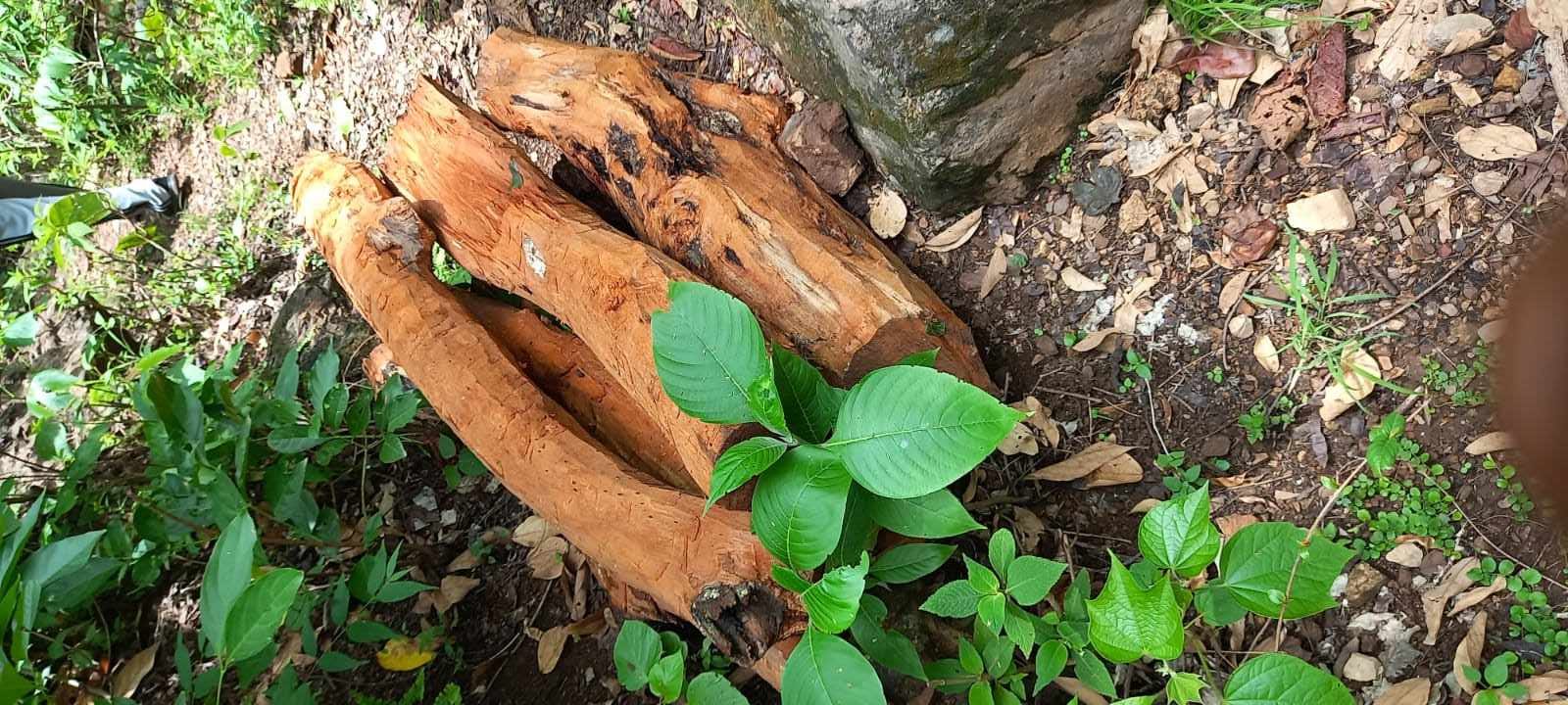 अवैध रुपमा कटान गरिएको खयर जातको गोलिया बरामद