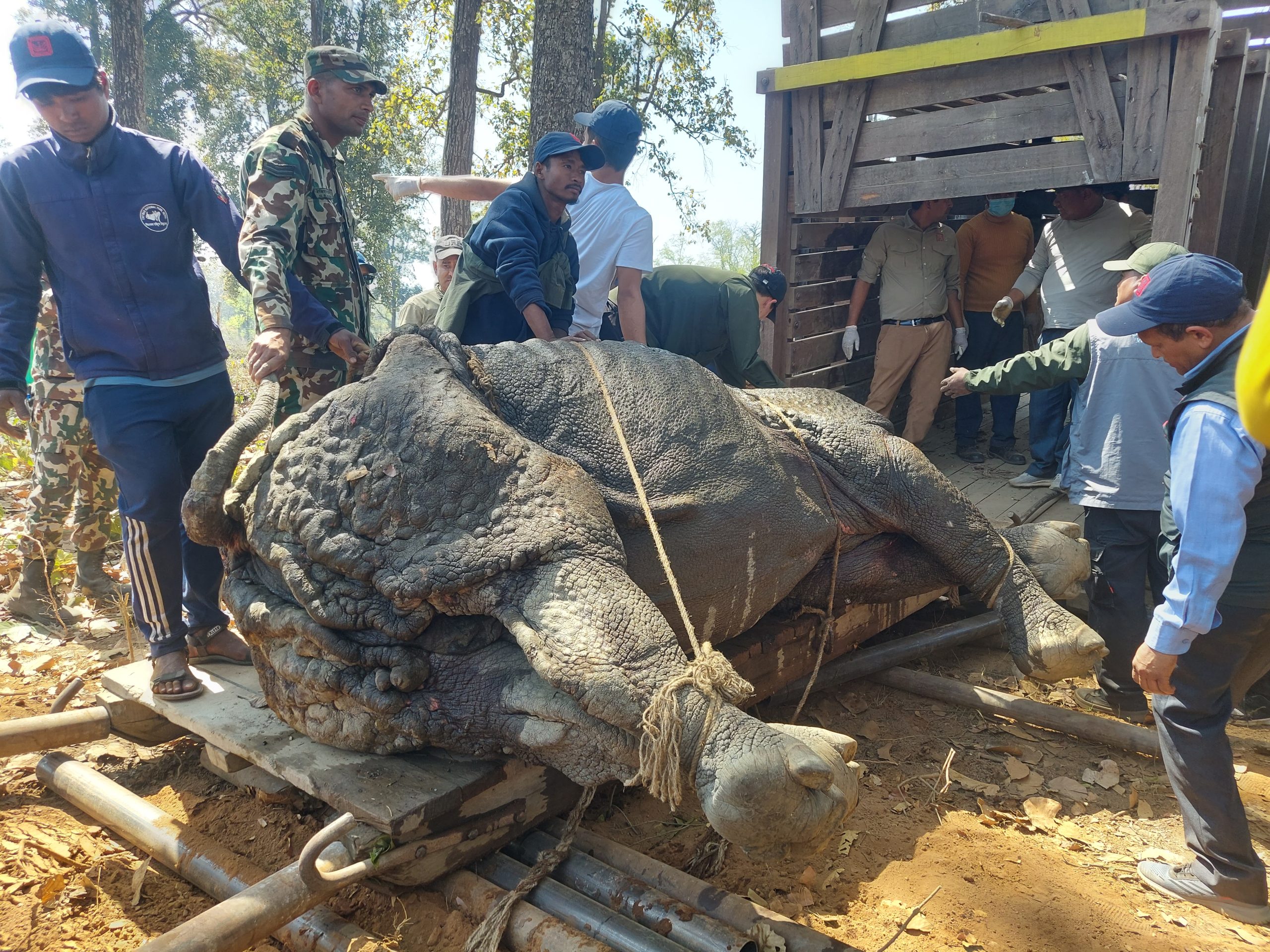 चितवन राष्ट्रिय निकुञ्जका दुई गैँडालाई आन्तरिक स्थानान्तरण