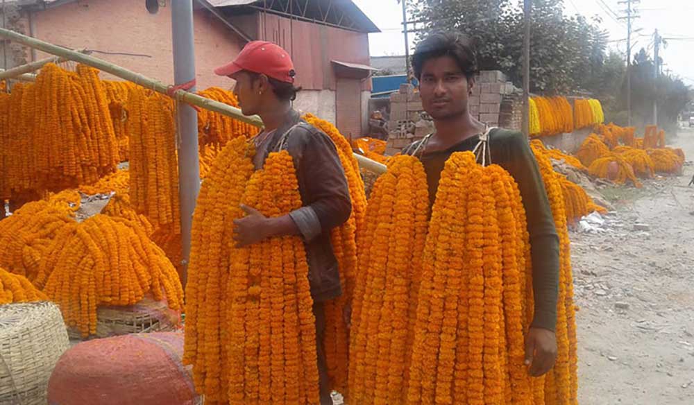 महानगरले काठमाडौँका ३२ स्थानमा तिहारका फुल बेच्ने स्थान तोक्यो