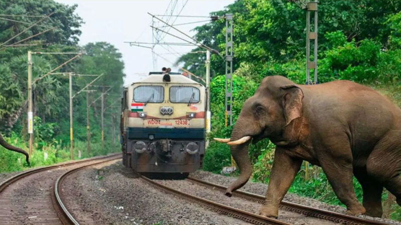 भारतको असममा रेलको ठक्करबाट ८ हात्तीको मृत्यु