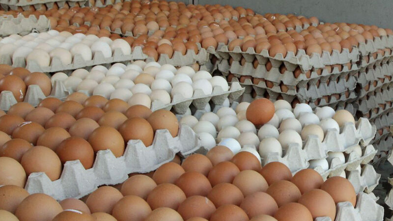 आजदेखि लागू हुनेगरी अण्डाको मूल्यमा वृद्धि