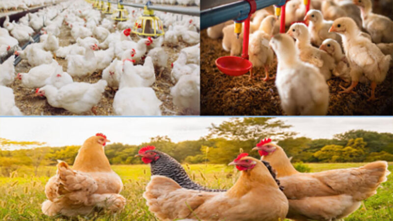 व्यावसायिक कुखुरापालनमा ८५ अर्बको उत्पादन बिक्री