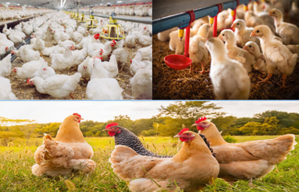 व्यावसायिक कुखुरापालनमा ८५ अर्बको उत्पादन बिक्री